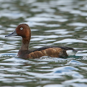 Ferruginous Pochard